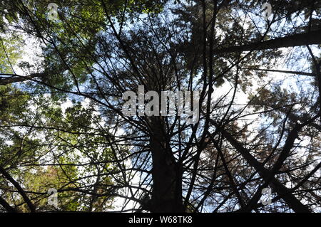 Vue de dessous de grands vieux arbres dans la forêt vierge d'evergreen. L'été Banque D'Images