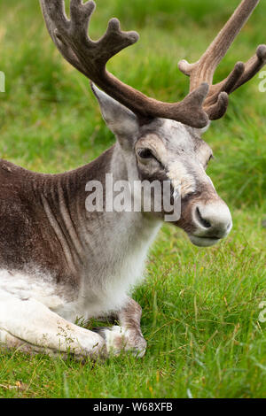 Caribou des bois (captive), Salmonier Nature Parc provincial, Terre-Neuve et Labrador, Canada Banque D'Images