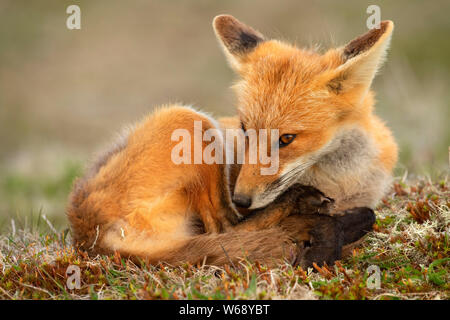 Le renard roux, le cap de la réserve écologique de St Mary's, Terre-Neuve et Labrador, Canada Banque D'Images
