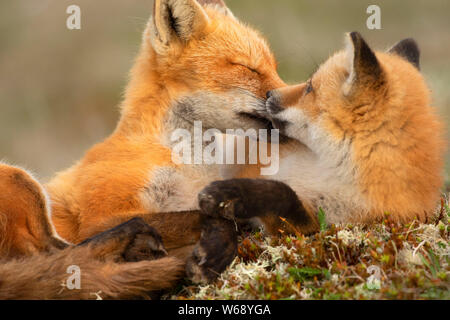 Le renard roux, le cap de la réserve écologique de St Mary's, Terre-Neuve et Labrador, Canada Banque D'Images