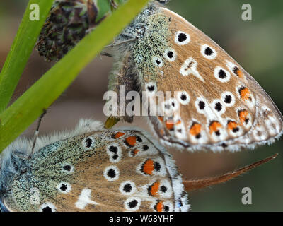 Blue (Polyommatus bellargus Adonis) papillons accouplement. Banque D'Images