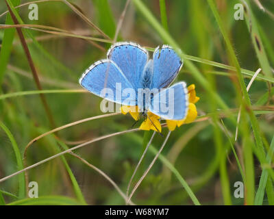 Blue (Polyommatus bellargus Adonis papillon) Banque D'Images