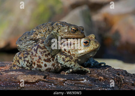 Mâles et femelles appariées crapauds (Bufo bufo) étang de reproduction de la migration Banque D'Images