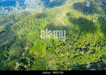 Drone aérien vue montrant la déforestation de la forêt tropicale pour faire place à l'huile de palme et autres plantations Banque D'Images