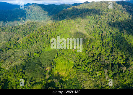 Drone aérien vue montrant la déforestation de la forêt tropicale pour faire place à l'huile de palme et autres plantations Banque D'Images