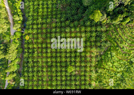 De haut en bas Vue aérienne de la déforestation de la forêt tropicale pour éliminer les plantations de palmier à huile Banque D'Images