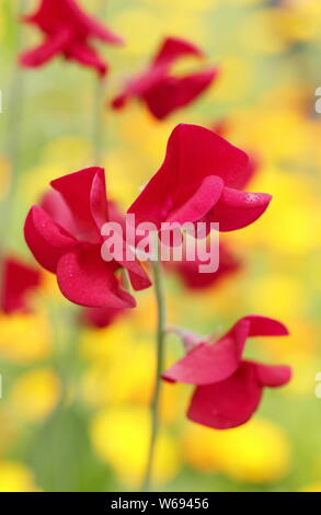 Lathyrus odoratus 'Winston Churchill' contre Calendula. Pois rouge et orange pot fleurs poussant dans un jardin d'été Banque D'Images