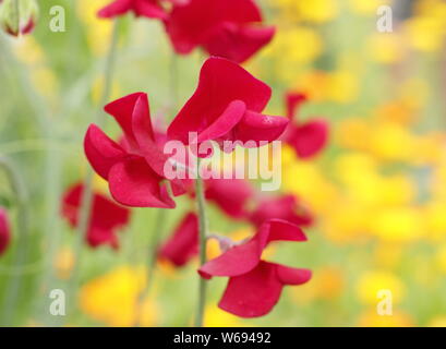 Lathyrus odoratus 'Winston Churchill' contre Calendula. Pois rouge et orange pot fleurs poussant dans un jardin d'été Banque D'Images