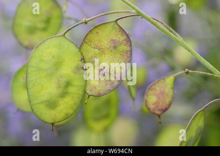 Lunaria annua. De l'honnêteté dans les Seedheads disques argentés dans un jardin d'été border Banque D'Images