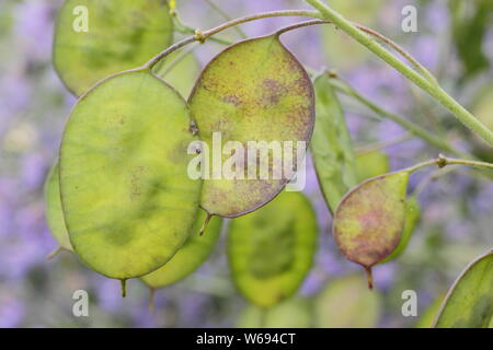 Lunaria annua. De l'honnêteté dans les Seedheads disques argentés dans un jardin d'été border Banque D'Images