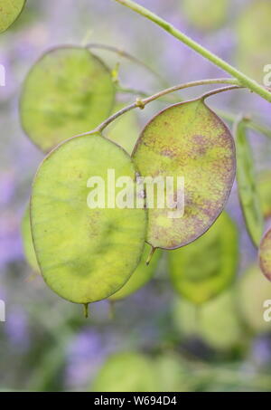 Lunaria annua. De l'honnêteté dans les Seedheads disques argentés dans un jardin d'été border Banque D'Images