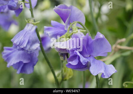 Lathyrus odoratus 'Big Blue' - Spencer variété pois de la floraison en été. UK Banque D'Images