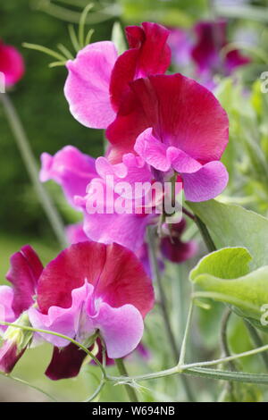 Lathyrus odoratus 'Purple Pimpernel' pois de fleurs dans un chalet d'été - le jardin de juillet. Banque D'Images