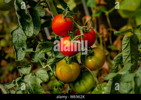 Le mûrissement des tomates sur une branche, close-up Banque D'Images