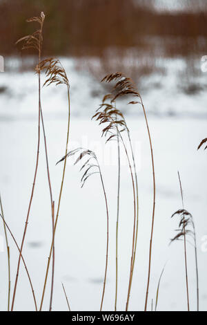 Bent grass-séché à proximité d'une gelée et recouverte de neige étang. Banque D'Images