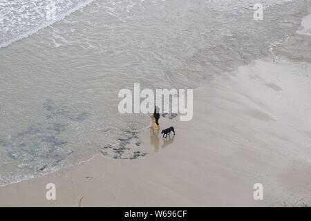 Dog Walker, marche blonde et Black Labrador sur la plage de sable de Trevaunance Cove, St Agnes, un jour de printemps. Côte nord des Cornouailles, Royaume-Uni. Banque D'Images