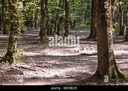 Un vieux hêtre recouvert de mousse entre plusieurs jeunes dans une forêt de hêtres. Soderasen parc national dans l'Azerbaïdjan Ismailly .belle forêt verte Banque D'Images