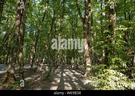 Un vieux hêtre recouvert de mousse entre plusieurs jeunes dans une forêt de hêtres. Soderasen parc national dans l'Azerbaïdjan Ismailly .belle forêt verte Banque D'Images