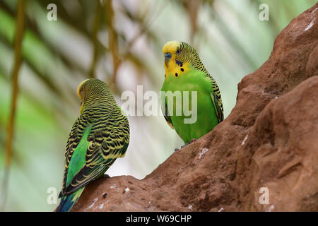 Close up of perruches (Melopsittacus undulata) perché sur un rocher Banque D'Images