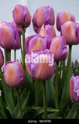 Tulipes violet clair croissant dans un jardin de printemps. Ces tulipes lavande ont une rayure subtile de corail ou beige au milieu. Banque D'Images