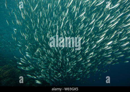 Image Concept de la surpêche, l'épuisement des stocks de poissons dans les océans Banque D'Images