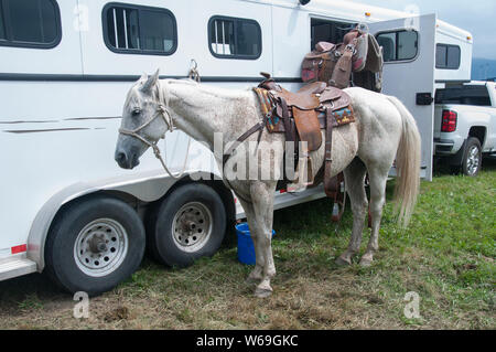 Cheval tacheté blanc près de remorque, remorque près de cheval, cheval blanc, gris blanc, blanc cheval pommelé, chevaux, Country life, la vie de campagne, la selle. Banque D'Images