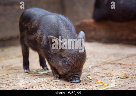 Petit bébé cochon noir en sty à ferme. Banque D'Images