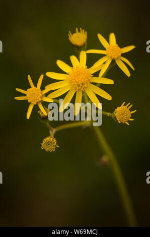 (Séneçon Doré Packera aurea, Senecio aureus) contre un fond vert naturel avec une faible profondeur de champ. Banque D'Images