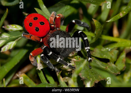 Eresus cinnaberinus Ladybird (araignée) Banque D'Images