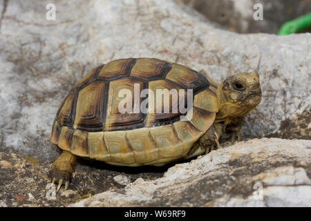 La tortue d'Hermann - Eurotestudo hermanni Banque D'Images