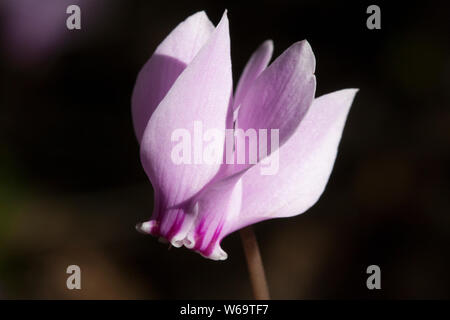 Plantes, fleurs / Français (Angiospermes) Banque D'Images