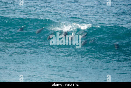 Un grand groupe de dauphins bottlenose sauvages surfant, nageant et plongeant ensemble à travers les vagues, Australie Banque D'Images