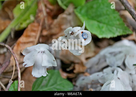 La race rare moniker ghost plante ou plante cadavre , nommé Monotropa uniflora, est trouvé par un villageois au Qin ou dans les montagnes Qinling Zhouzhi count Banque D'Images