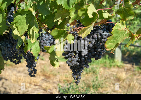 Vin rouge le raisin sur la vigne. Des grappes de raisins mûrs rouge accrocher sur la vigne dans un vignoble prêts à être récoltés. Vallée de l'Okanagan près de Osoyoos, en Co Banque D'Images