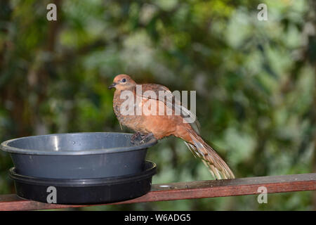 Brown Cuckoo-dove (Macropygia amboinensis) est une grande forêt tropicale gracieux pigeon, Atherton, Far North Queensland, Australie, Queensland, FNQ Banque D'Images