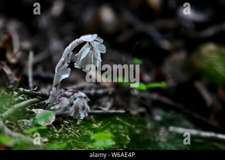 La race rare moniker ghost plante ou plante cadavre , nommé Monotropa uniflora, est trouvé par un villageois au Qin ou dans les montagnes Qinling Zhouzhi count Banque D'Images