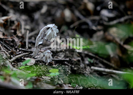 La race rare moniker ghost plante ou plante cadavre , nommé Monotropa uniflora, est trouvé par un villageois au Qin ou dans les montagnes Qinling Zhouzhi count Banque D'Images