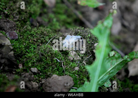 La race rare moniker ghost plante ou plante cadavre , nommé Monotropa uniflora, est trouvé par un villageois au Qin ou dans les montagnes Qinling Zhouzhi count Banque D'Images