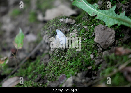 La race rare moniker ghost plante ou plante cadavre , nommé Monotropa uniflora, est trouvé par un villageois au Qin ou dans les montagnes Qinling Zhouzhi count Banque D'Images