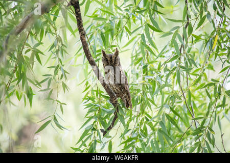 Oriental Scops (Otus sunia) , à Beijing, Chine Banque D'Images