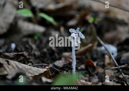 La race rare moniker ghost plante ou plante cadavre , nommé Monotropa uniflora, est trouvé par un villageois au Qin ou dans les montagnes Qinling Zhouzhi count Banque D'Images