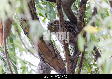 Oriental Scops (Otus sunia) , à Beijing, Chine Banque D'Images