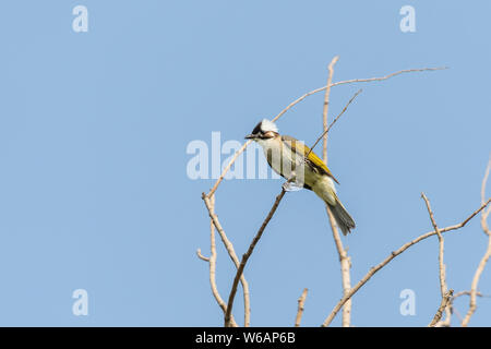 Bulbul des jardins chinois se tenir sur l'arbre, à Beijing, Chine Banque D'Images