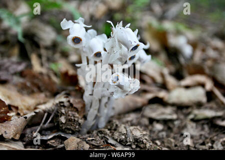 La race rare moniker ghost plante ou plante cadavre , nommé Monotropa uniflora, est trouvé par un villageois au Qin ou dans les montagnes Qinling Zhouzhi count Banque D'Images