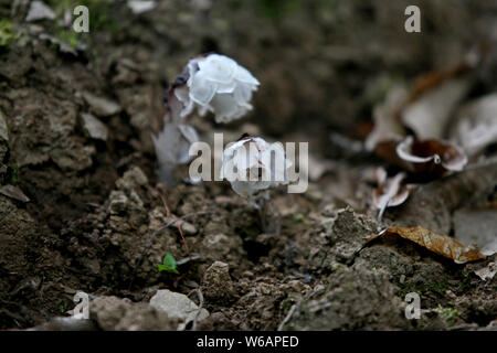 La race rare moniker ghost plante ou plante cadavre , nommé Monotropa uniflora, est trouvé par un villageois au Qin ou dans les montagnes Qinling Zhouzhi count Banque D'Images