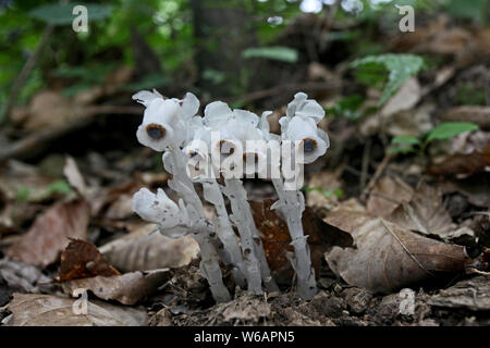 La race rare moniker ghost plante ou plante cadavre , nommé Monotropa uniflora, est trouvé par un villageois au Qin ou dans les montagnes Qinling Zhouzhi count Banque D'Images