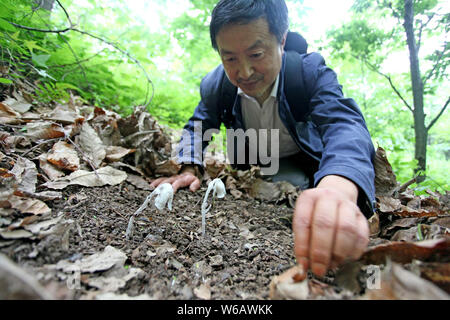 La race rare moniker ghost plante ou plante cadavre , nommé Monotropa uniflora, est trouvé par un villageois au Qin ou dans les montagnes Qinling Zhouzhi count Banque D'Images