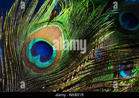 Plume de paon sur fond noir Banque D'Images