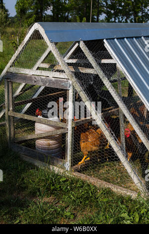 Les poulets de jardin sont placés en toute sécurité dans le tracteur à poulet. Banque D'Images