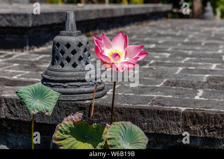 Fleur de Lotus sauvages en fleurs à Brahmavihara à Arama (Vihara Buddha Banjar), temple bouddhiste au monastère de Banjar, Buleleng, Bali, Indonésie. Banque D'Images